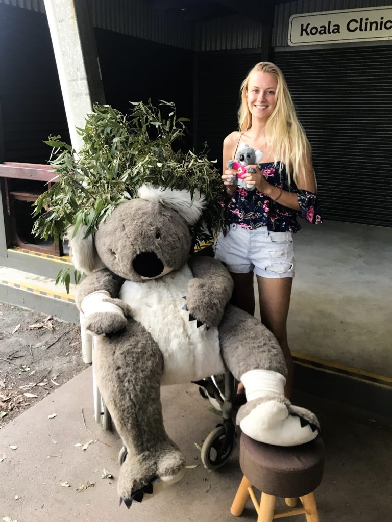 voir koala australie